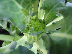 #189 - Beginning of Broccoli