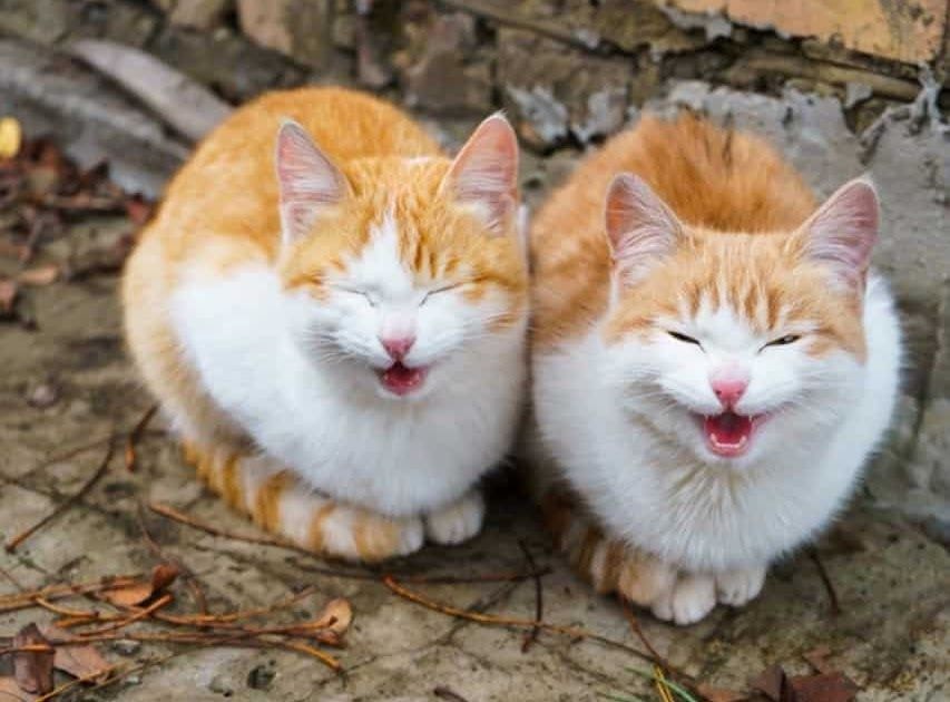 Wallpaper Gambar Kucing Lucu Dan Imut Banget Kartun - 81021+ Nama Untuk