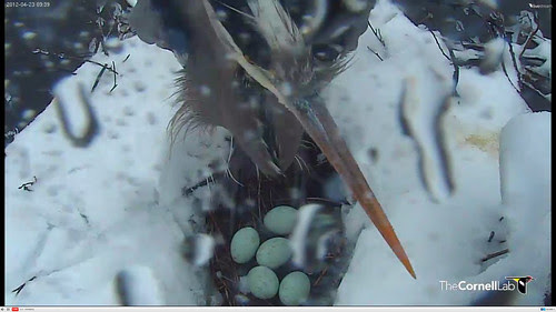 Nesting Great Blue Herons in snowstorm
