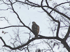 Red-Tailed Hawk at Central Park's Compost Hill