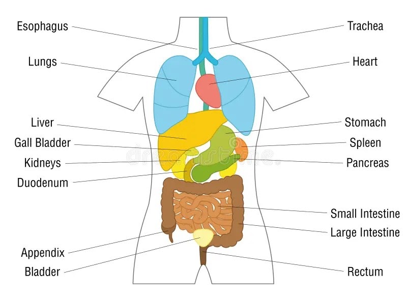 Innere Organe Frau / Der Menschlichen Anatomie Innere Organe