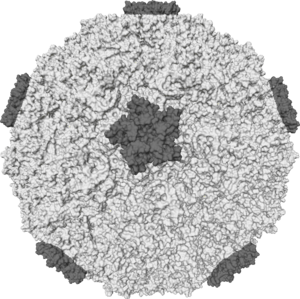 Common cold