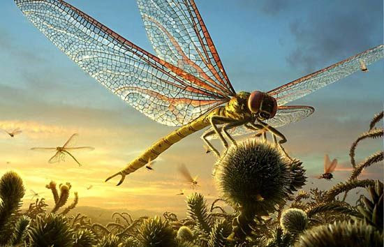 Meganeura was an extinct insect from the Carboniferous period approximately 300 million years ago with wingspans of more than 75 cm (2.5 ft) wide