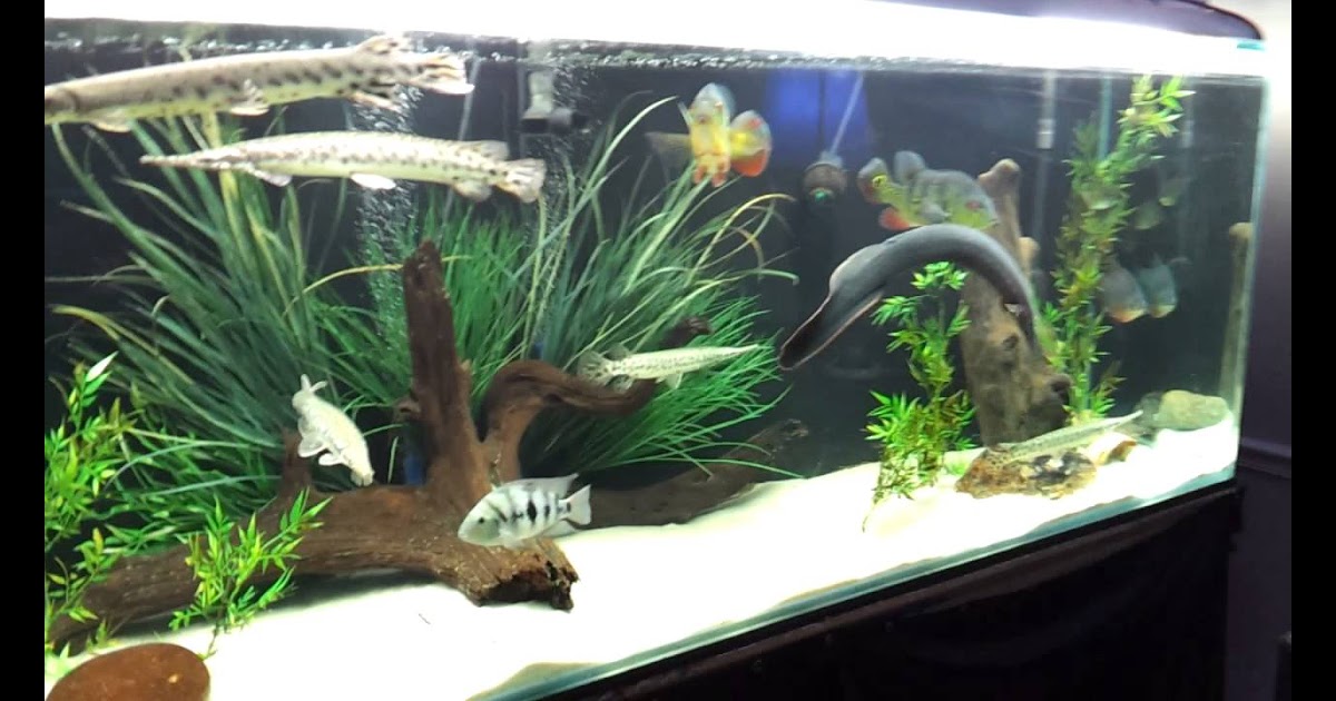 1000 Gallon Aquaponic Fish Tank - aquaponic