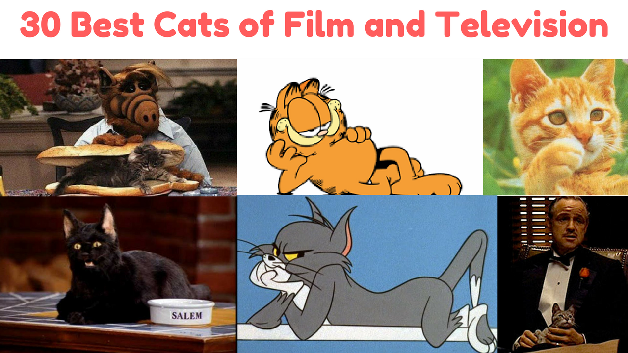 30 Best Cats of Film and Television Series TV 30 Best Cats of Film and Television Series TV