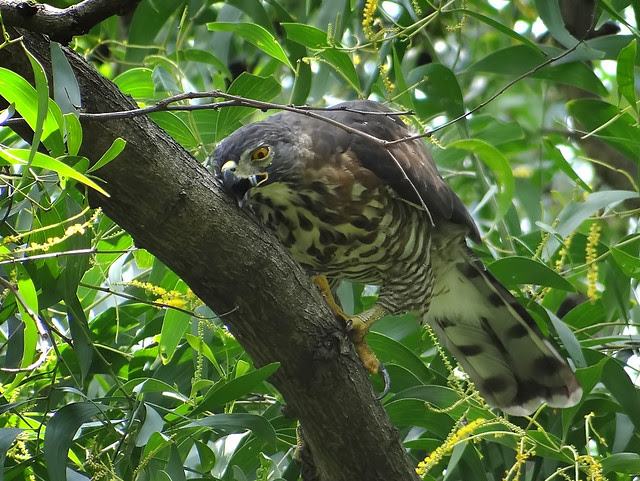 鳳頭蒼鷹/無限台南