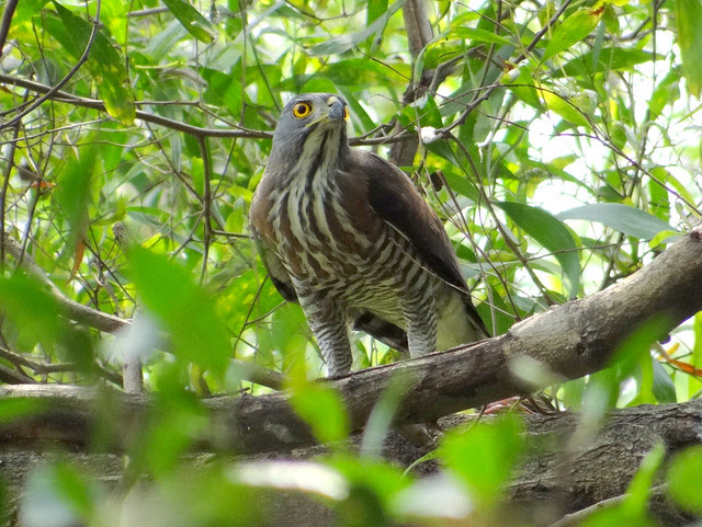 鳳頭蒼鷹/無限台南