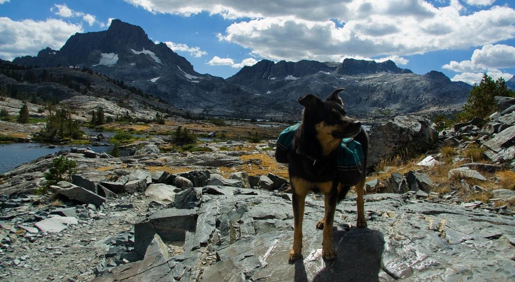 Dog Friendly Lakes In Connecticut - barbaragiftsanddesigns
