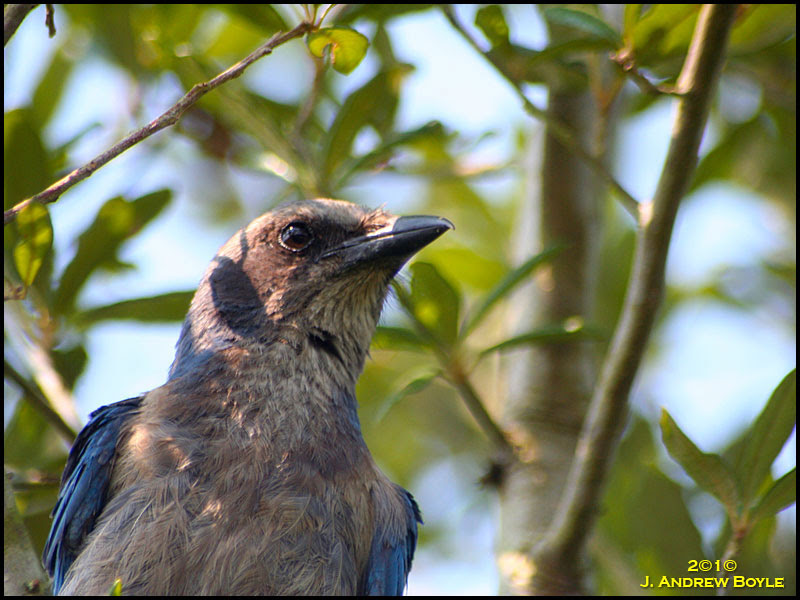 Florida Scrub Jay