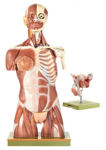 Male Torso Muscle Anatomy / Male Torso Back Muscles Stock Photo C