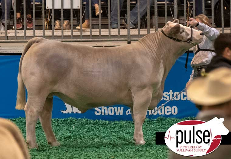 RCC Blog Grand Champion Charolais Steer Houston Livestock Show
