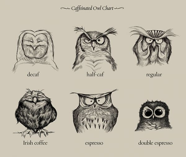 owls