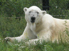 One of the Polar Bears