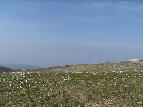 prati