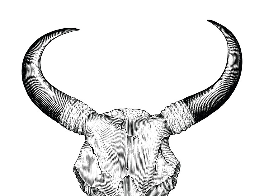 Drawing Cow Skull