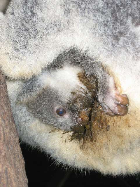 50 動物 の うんこ 最高の動物画像