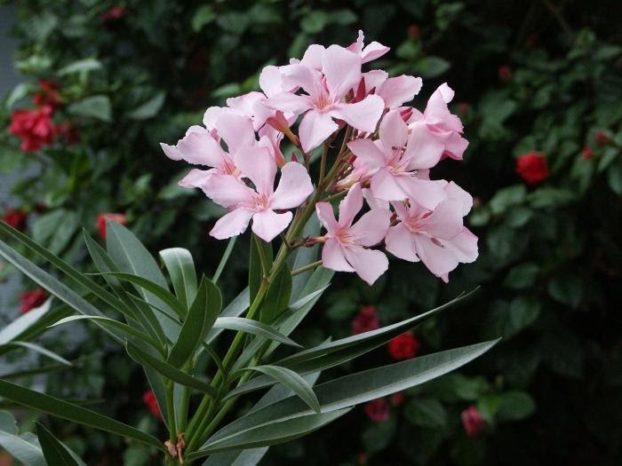 Paling Bagus 16+ Gambar Bunga Oleander - Gambar Bunga HD