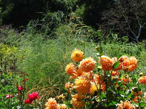 Asparagus is an unholy mess. Put dahlias around it.