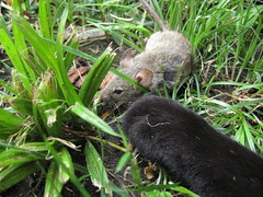 Brave/Dumb Mouse