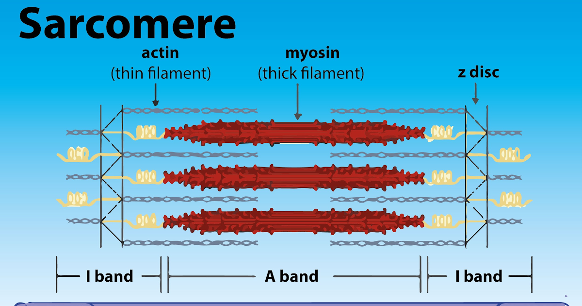 Smooth Muscle Diagram Class 11 : nine science plant tissue animal