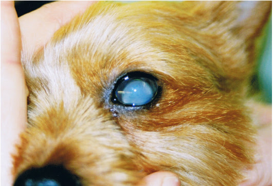 augenkrankheiten hund