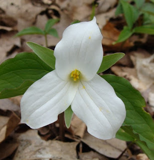 Trillium Grandiflora