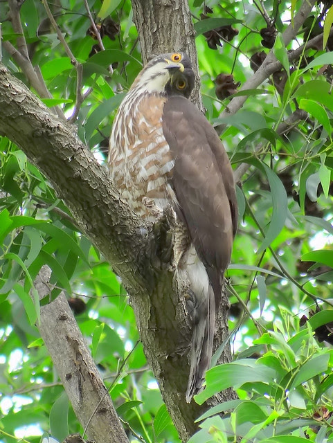 鳳頭蒼鷹/無限台南