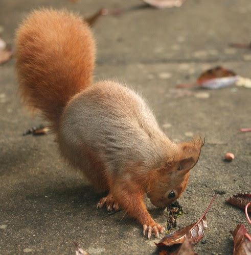Red Squirrels