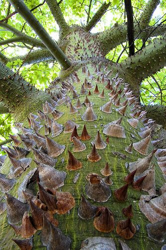 Silk floss tree, South America by alan_sailer on flickr