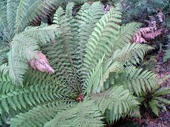 Tree fern