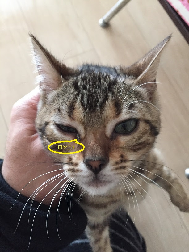 適切な 猫 片目 つぶる すべての動物の絵