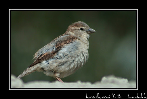 Bird