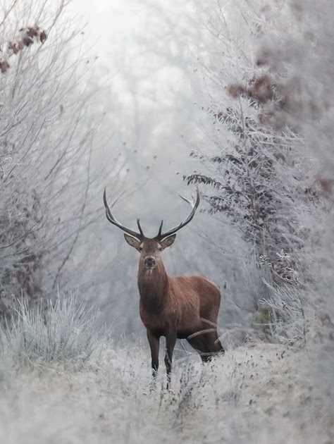 Winterbilder Tiere Als Hintergrundbild : Hello Moment S Winterbilder