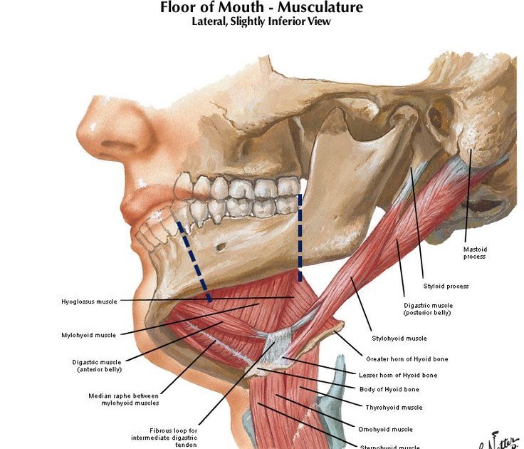 Anatomy Of Ear Jaw And Neck - Human Anatomy