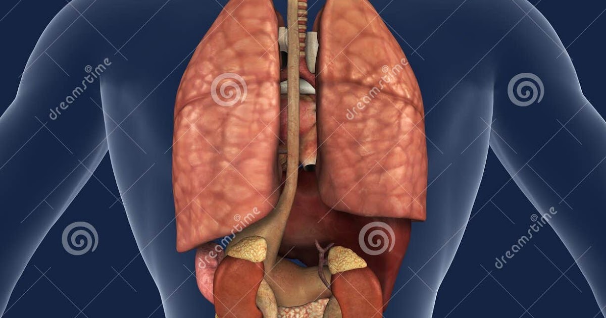 Internal Organs Human Body Back View : Image Showing Internal Organs In ...
