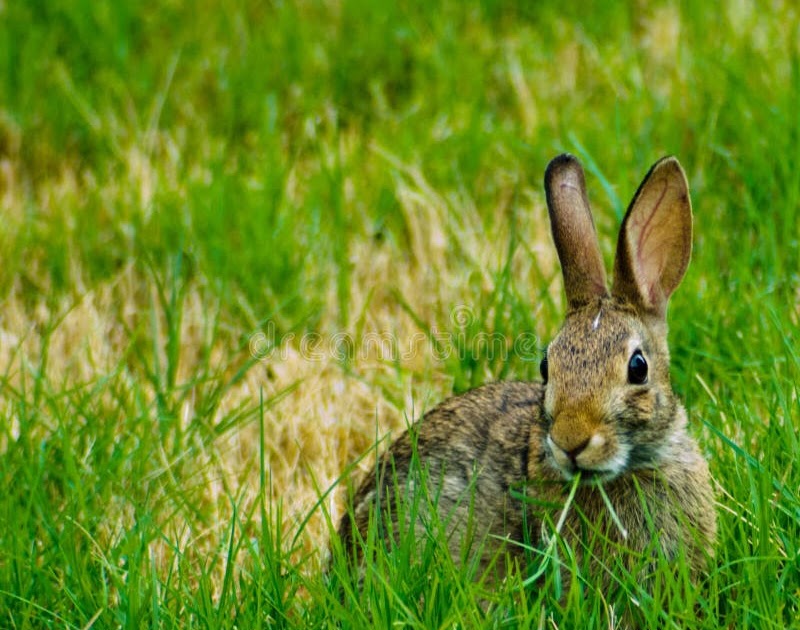 designlmm: What Do Wild Rabbits Eat