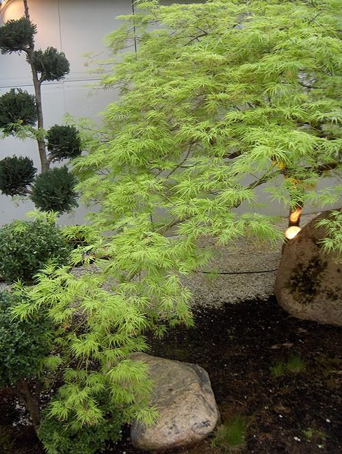 Japanese Garden