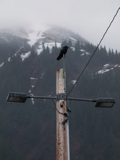 a raven with Mount Juneau in the background, Juneau, Alaska