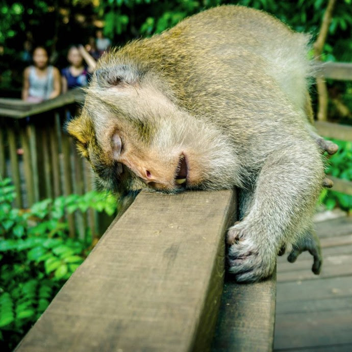 25+ Gambar Lucu Monyet Tidur Richa Gambar
