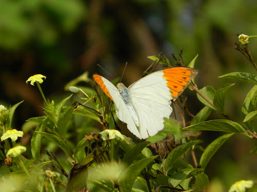 Orange tip butterfly
