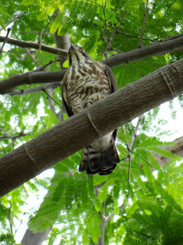 鳳頭蒼鷹/無限台南