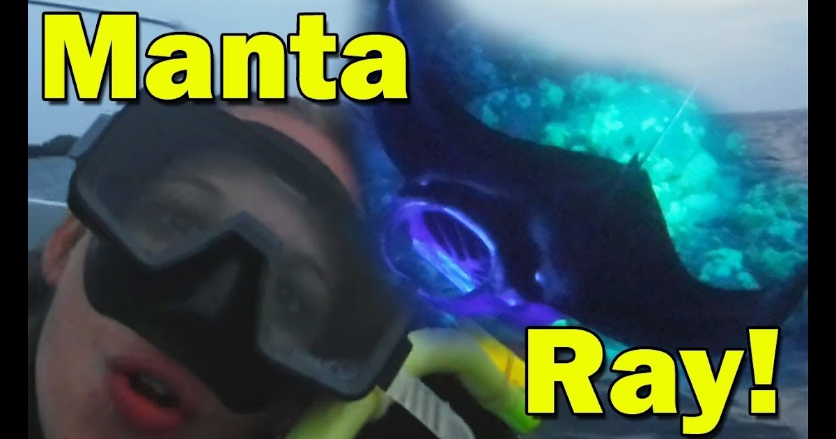 Manta Ray Night Dive Snorkeling - Kona Hawaii Travel Vlog ... - 