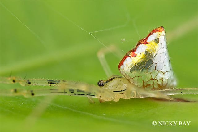 The Most Beautifully Terrifying Spiders You Never Knew Existed The Most Beautifully Terrifying Spiders You Never Knew Existed spiders Singapore nature macro