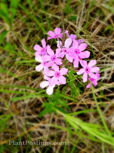 phlox