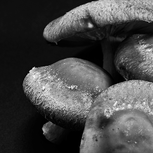 shiitake© by Haalo