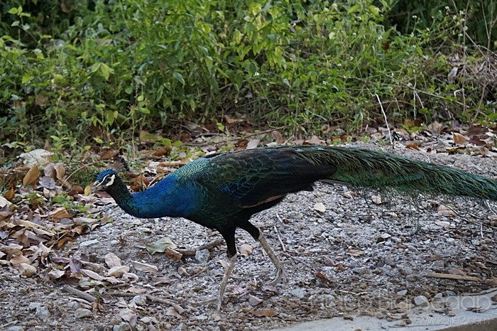 burung merak burung merak