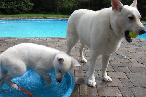 Aug. 11-Happy's new wading pool-10
