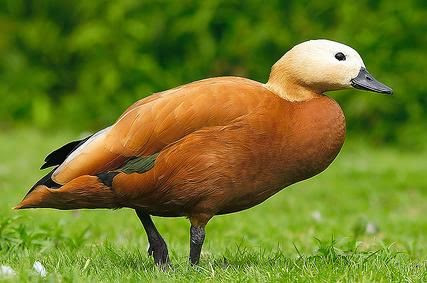 Ruddy Shelduck