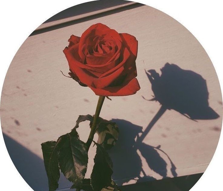Aesthetic Profile Picture Ideas - Frikilo Quesea