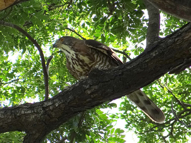 鳳頭蒼鷹/無限台南